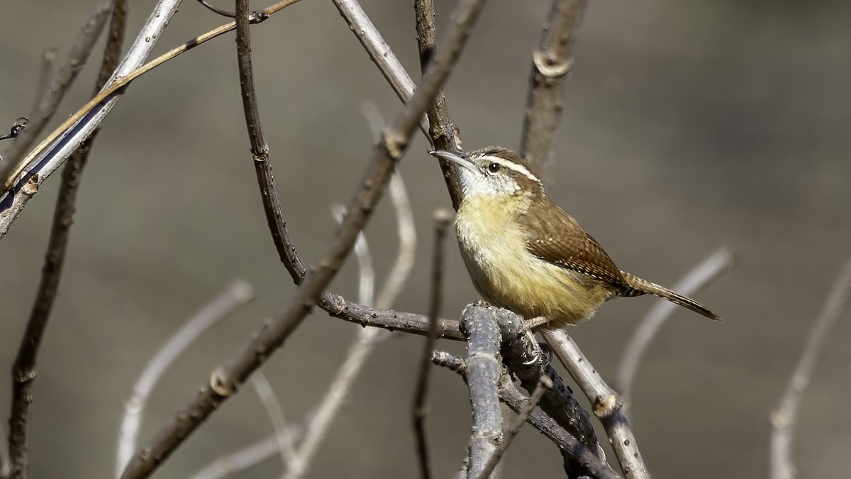 Carolina Wren - ML523083891
