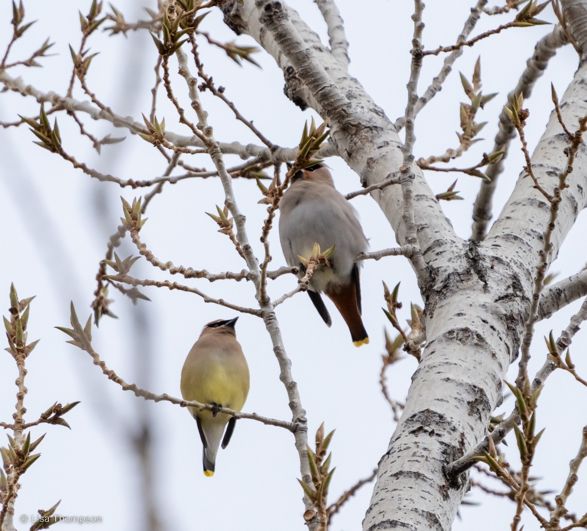 Bohemian Waxwing - ML523085031