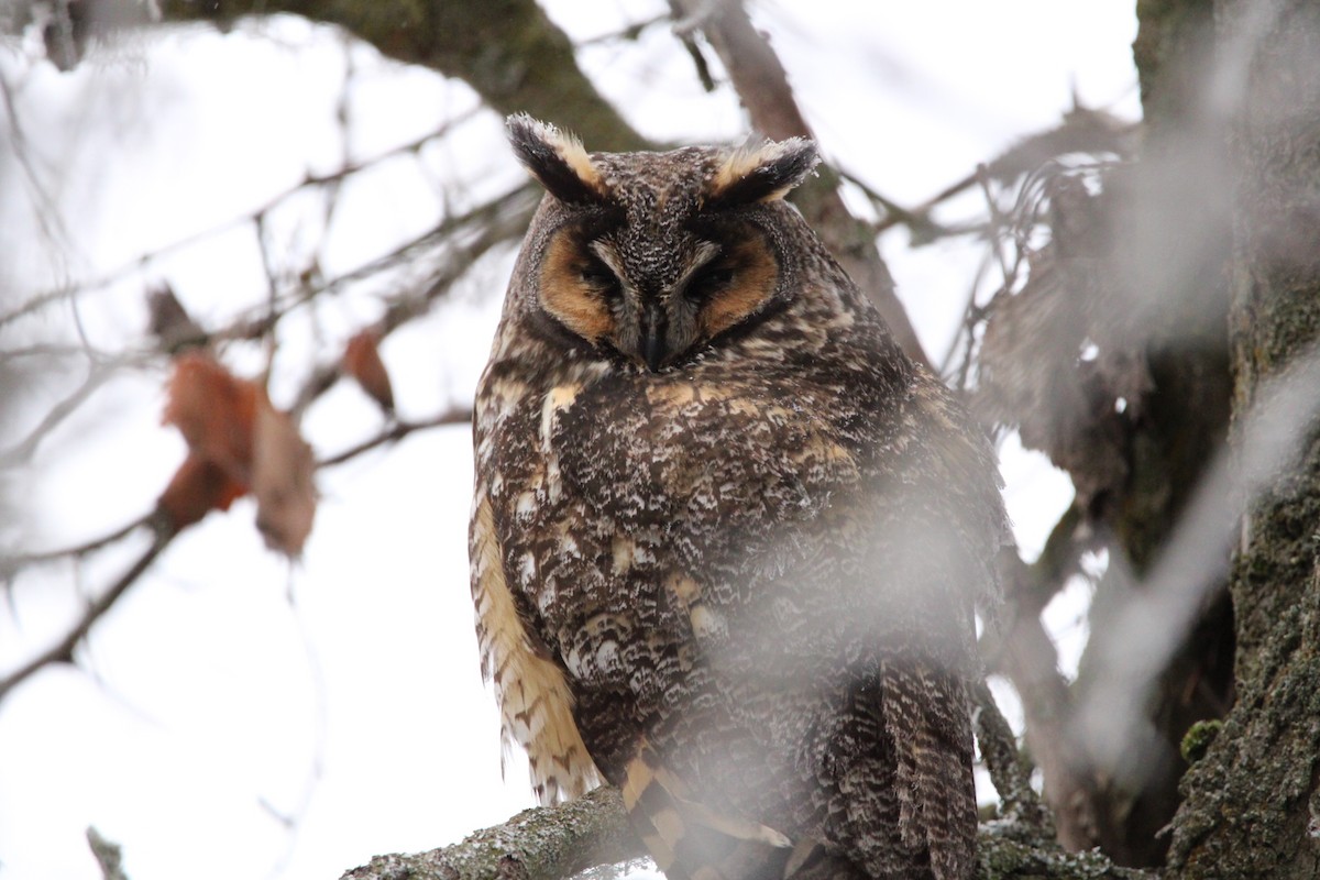 Long-eared Owl - ML523085691