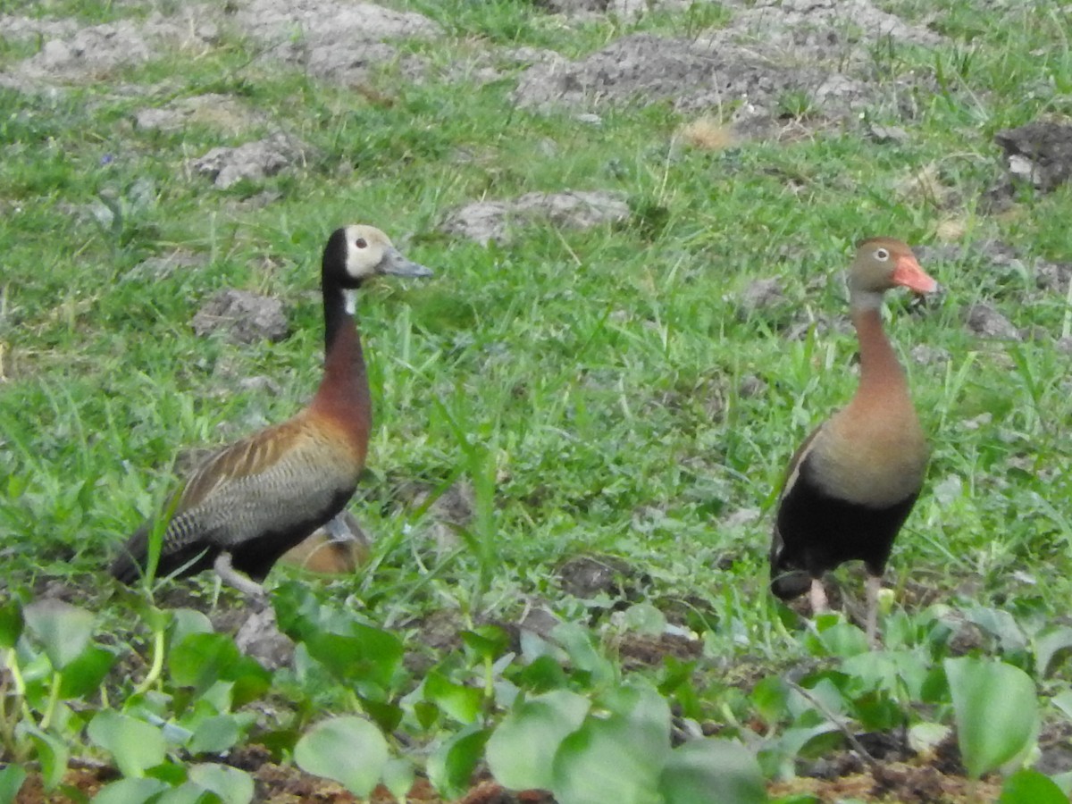 Black-bellied Whistling-Duck - Andres Alejandro  Caric