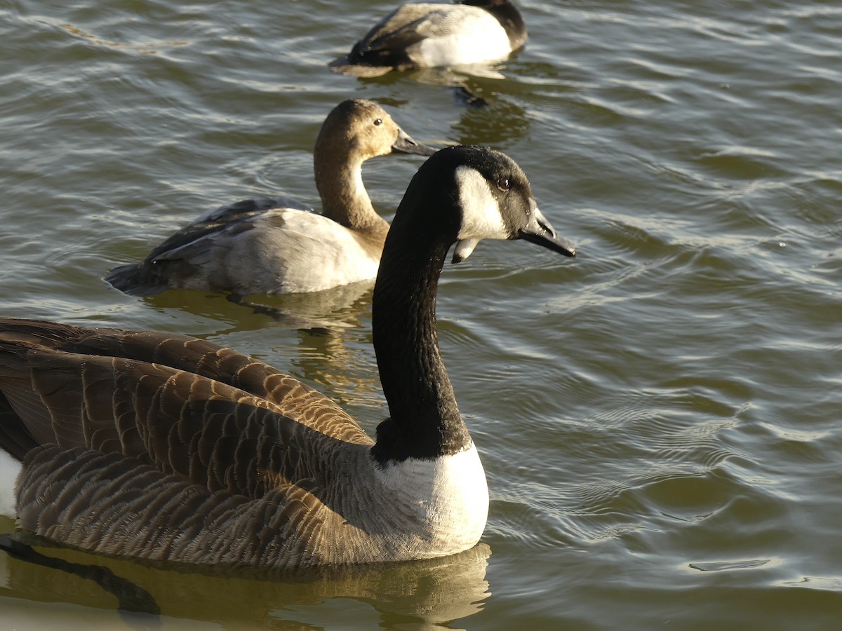 Canada Goose - ML523086891