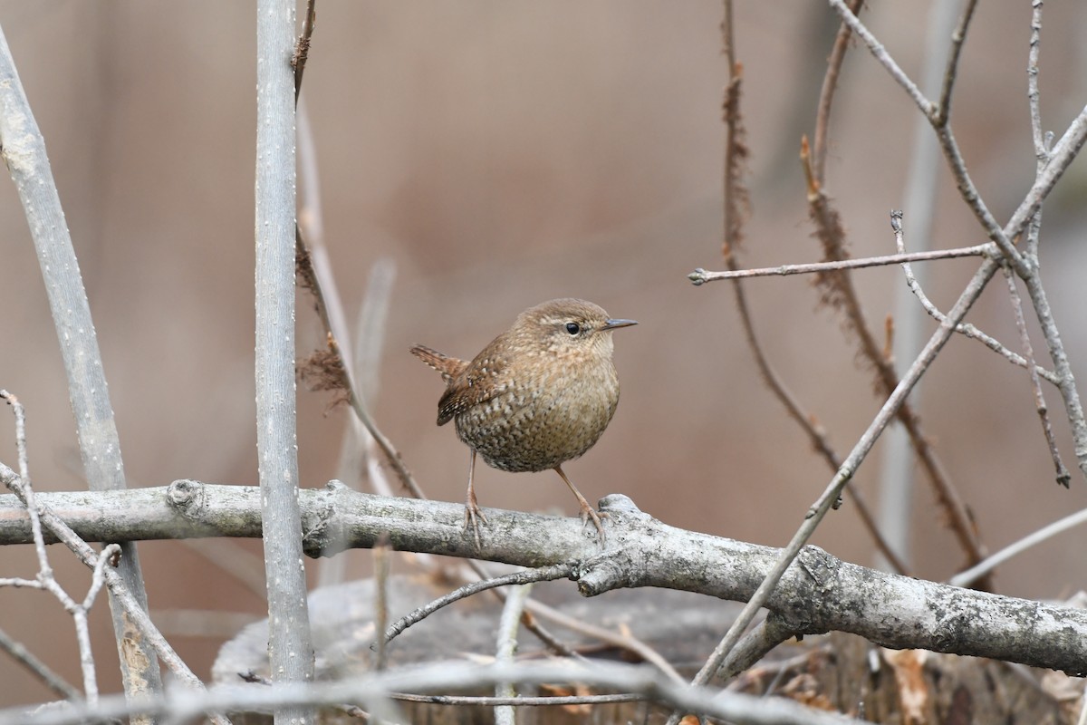 Winter Wren - ML523087481