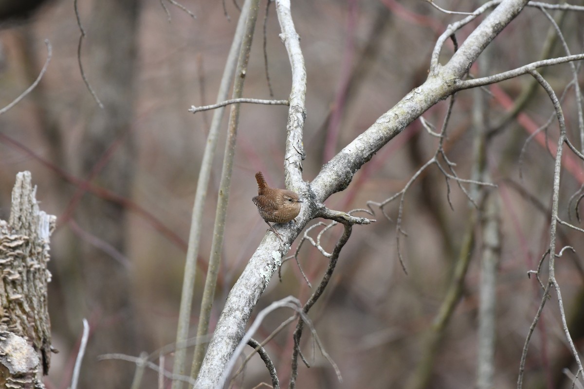 Winter Wren - Cole DiFabio