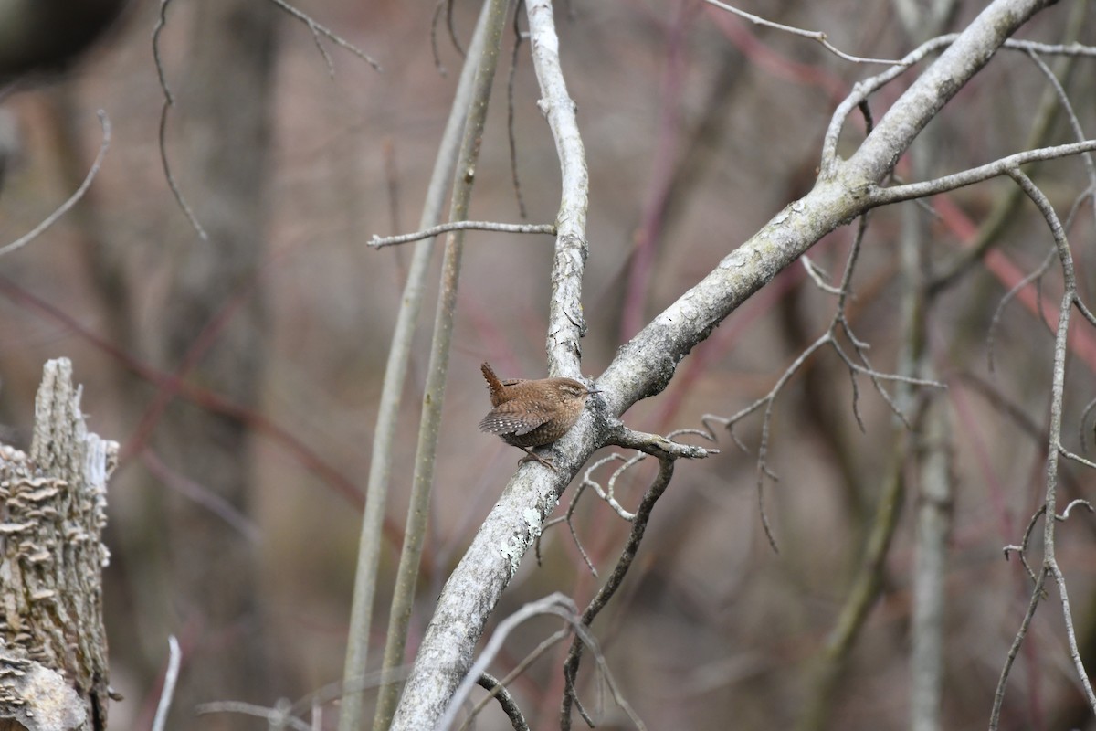 Winter Wren - ML523087501