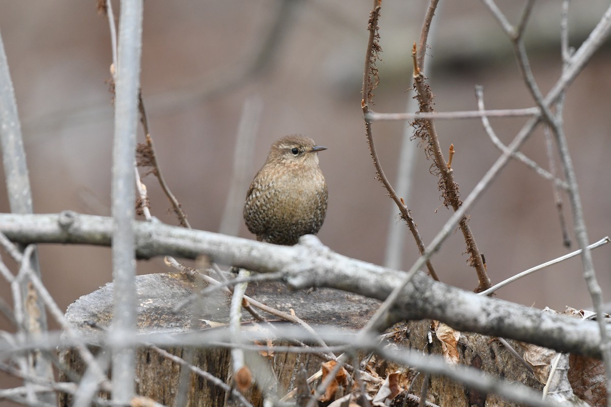 Winter Wren - ML523087511