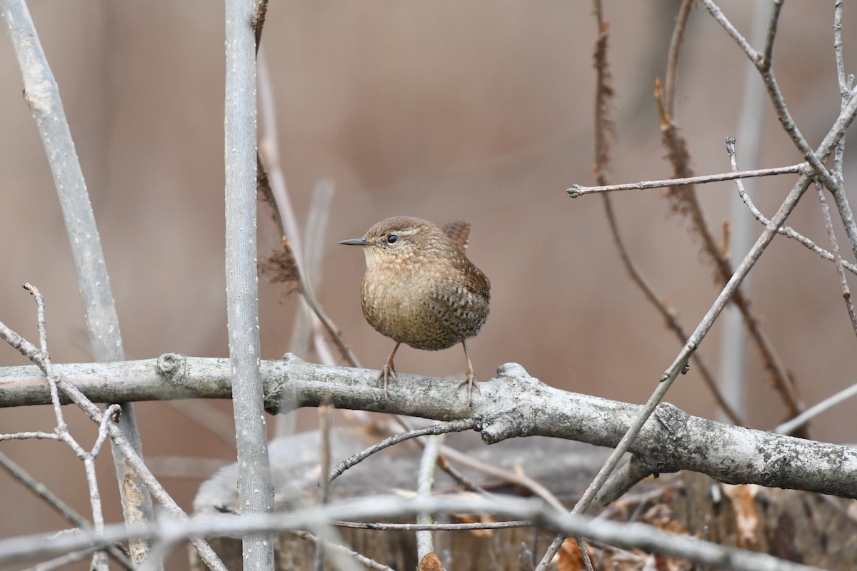 Winter Wren - ML523087541