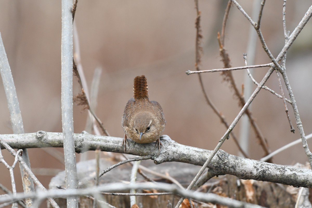 Winter Wren - ML523087551