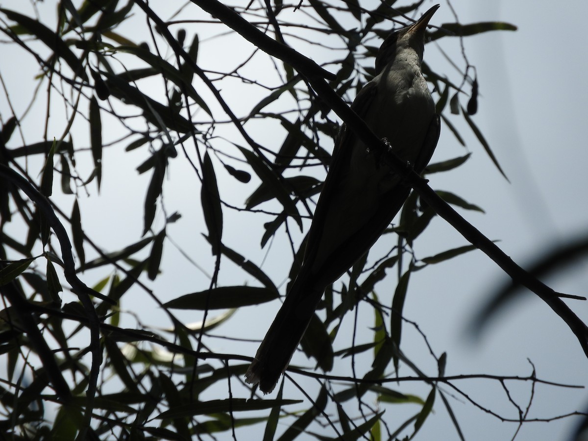 Yellow-billed Cuckoo - ML523087971