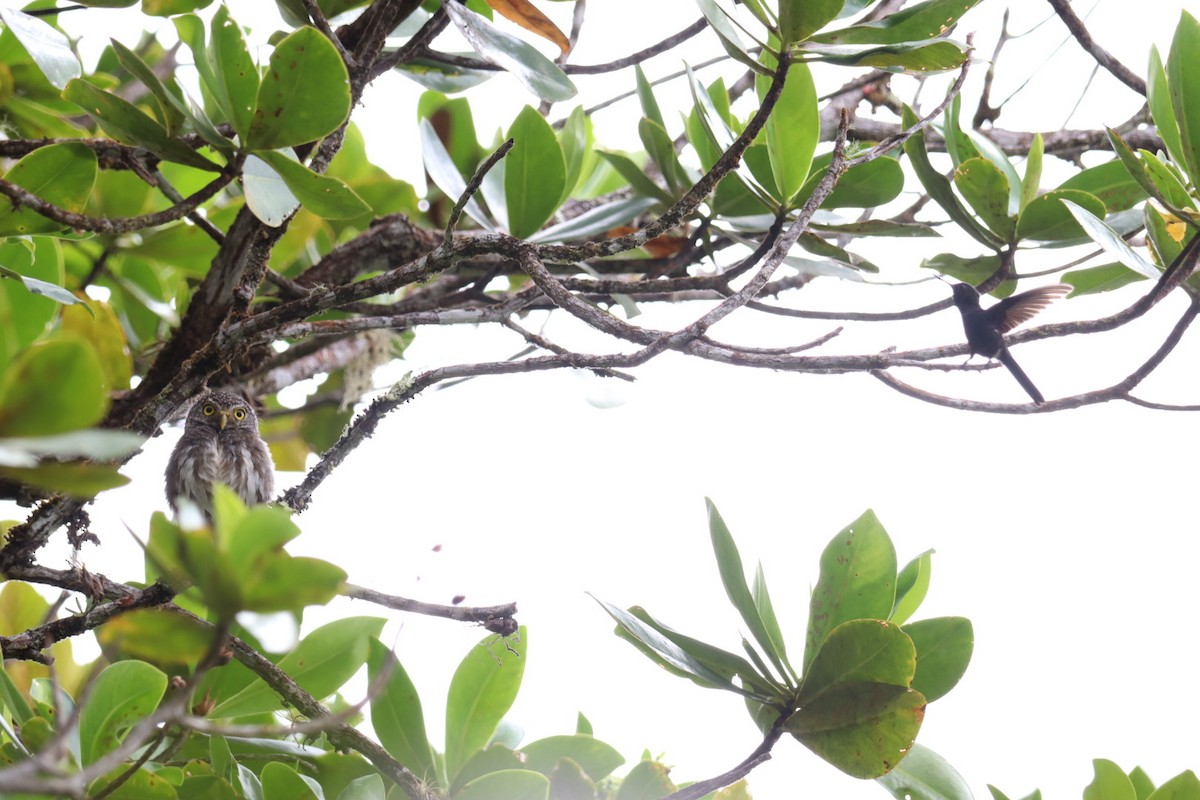 Subtropical Pygmy-Owl - Marcelo Quipo