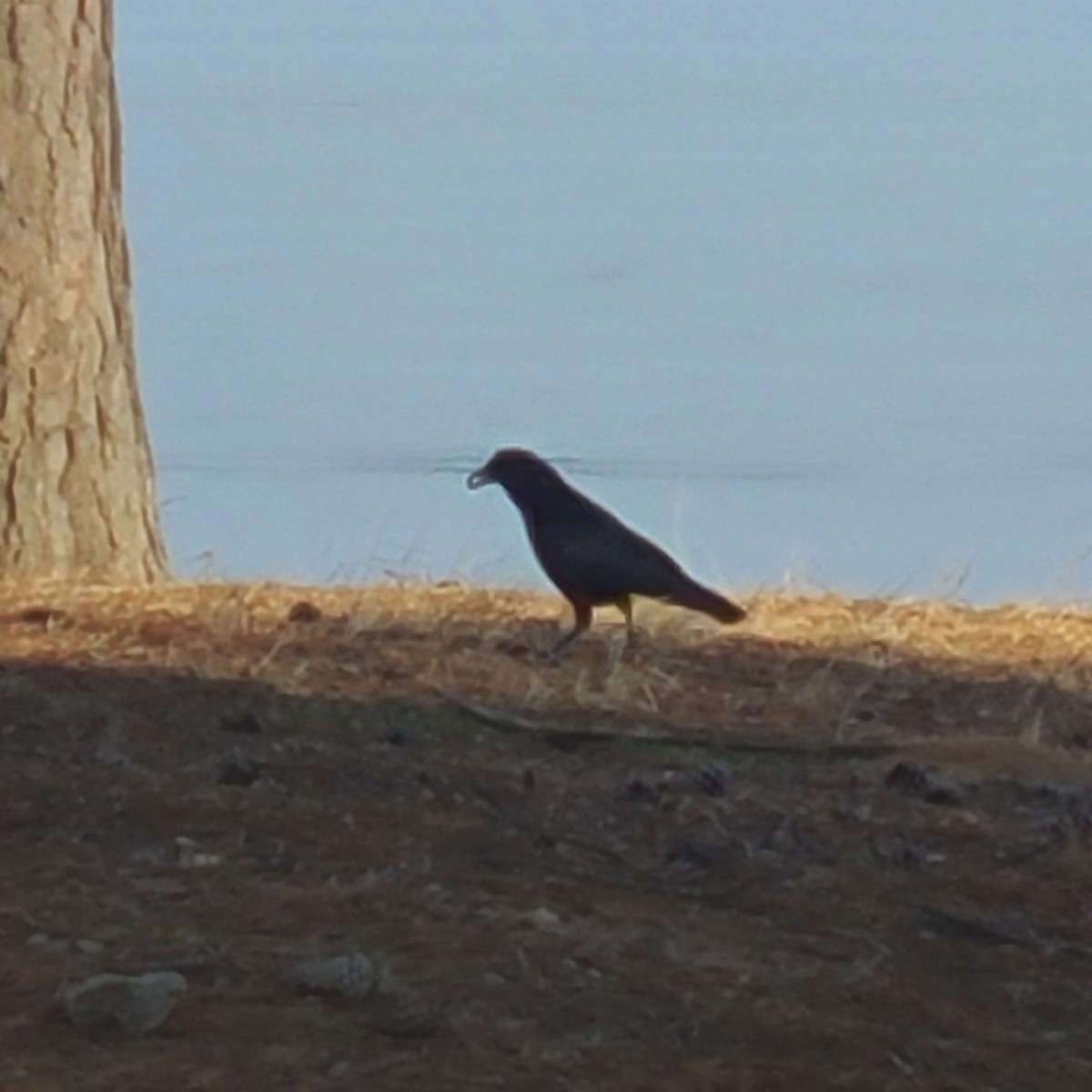 American Crow - ML523089981