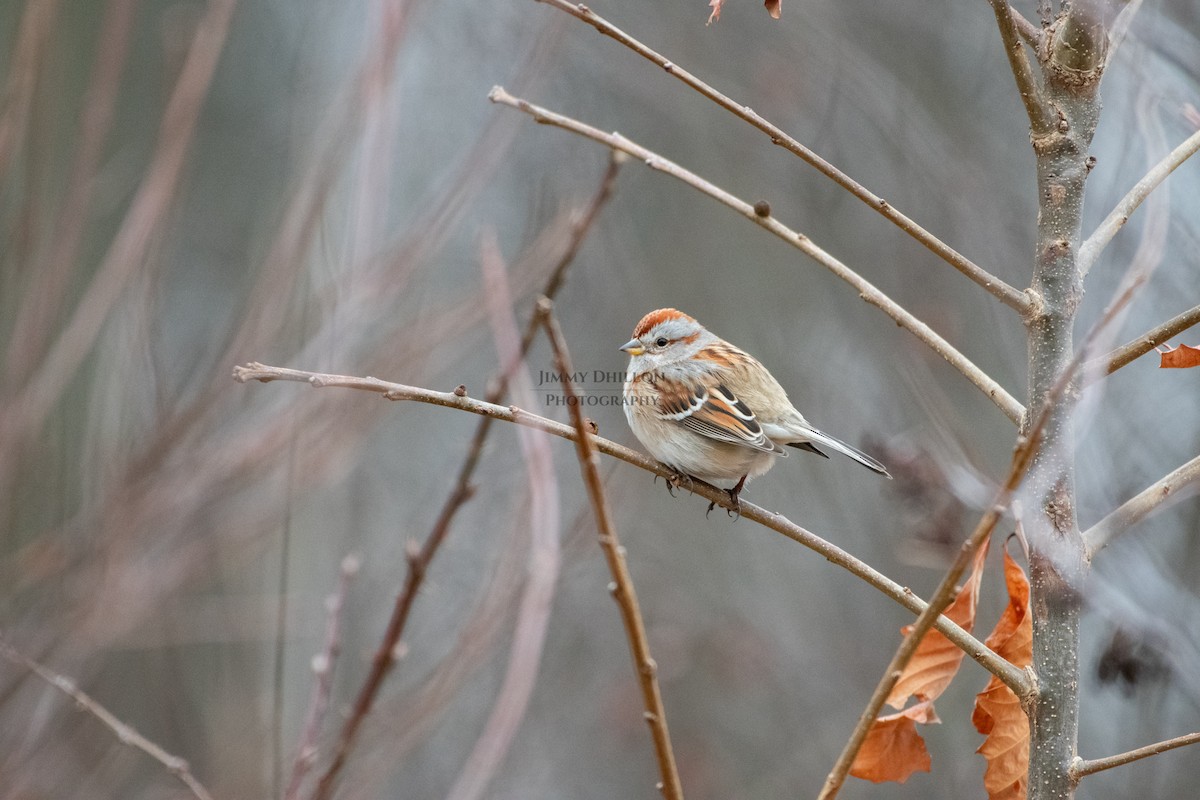 American Tree Sparrow - ML523090001