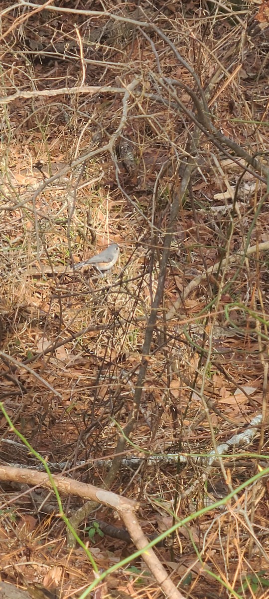 Tufted Titmouse - ML523090381