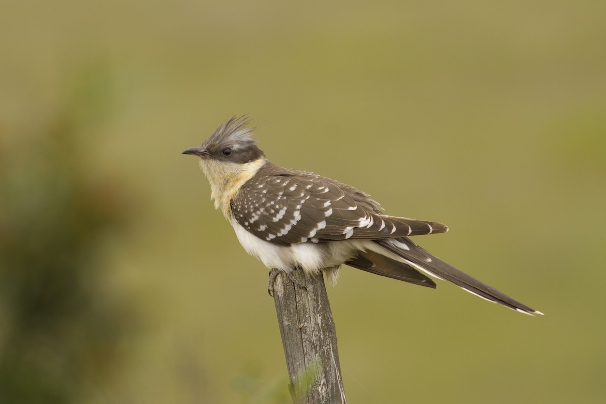 Great Spotted Cuckoo - ML523090791