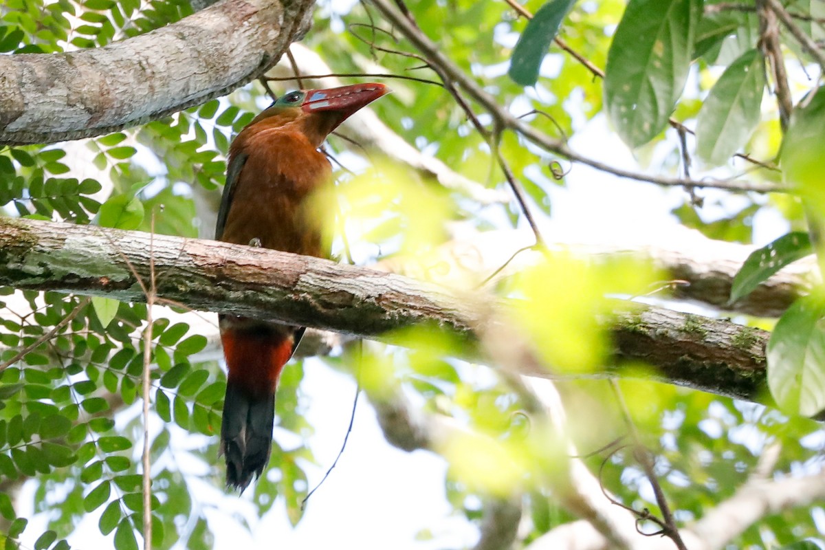 Tawny-tufted Toucanet - Matthew Douglas Gable