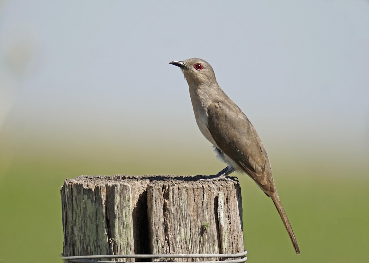 Ash-colored Cuckoo - ML523091131