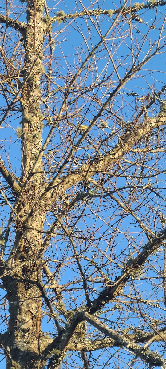 Ruby-crowned Kinglet - ML523091151