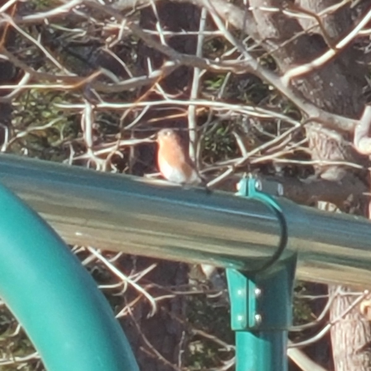 Eastern Bluebird - ML523091411