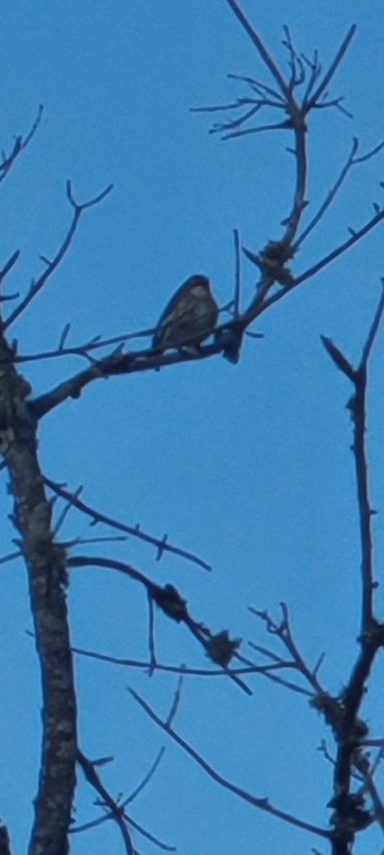 Eastern Bluebird - ML523091421