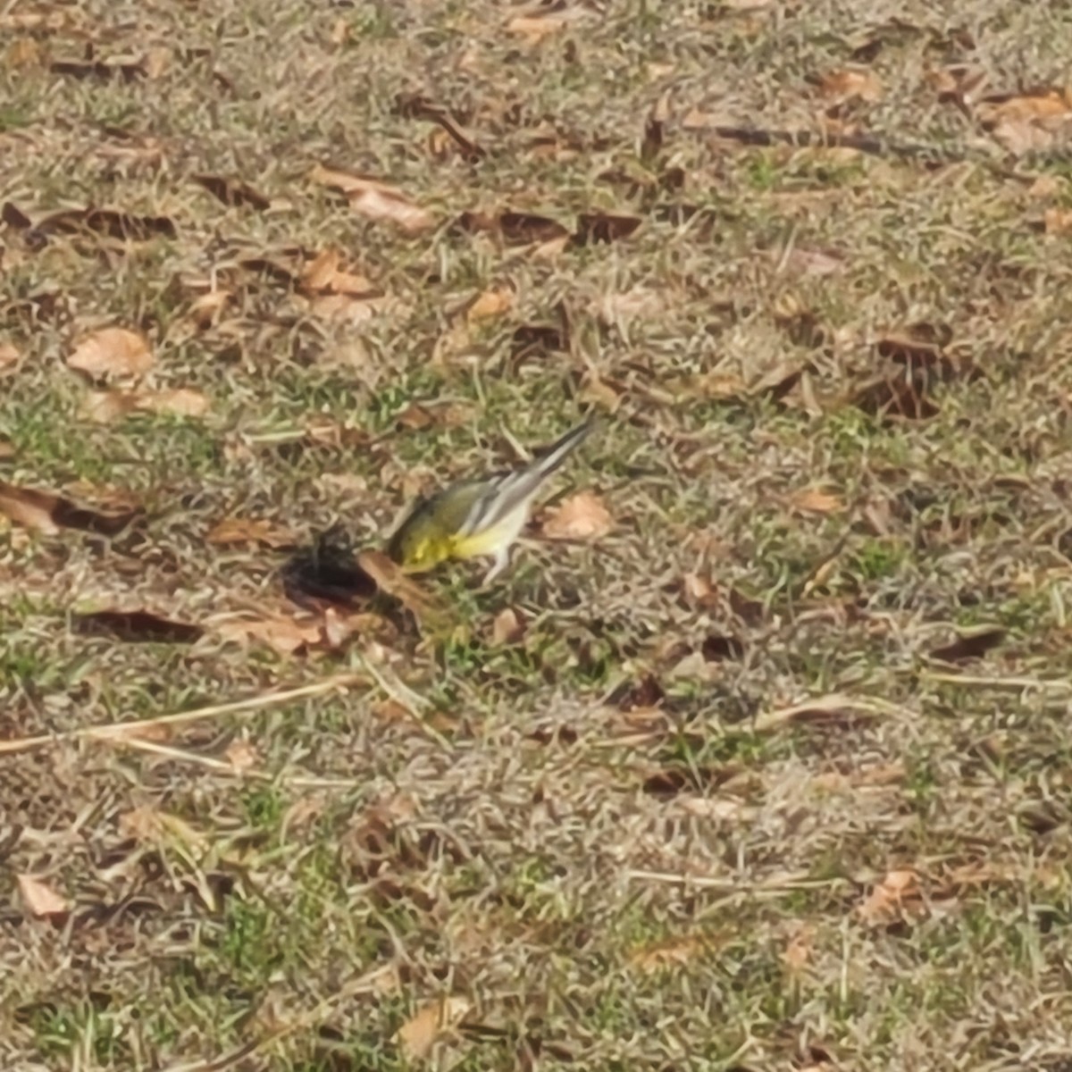 Pine Warbler - ML523091631