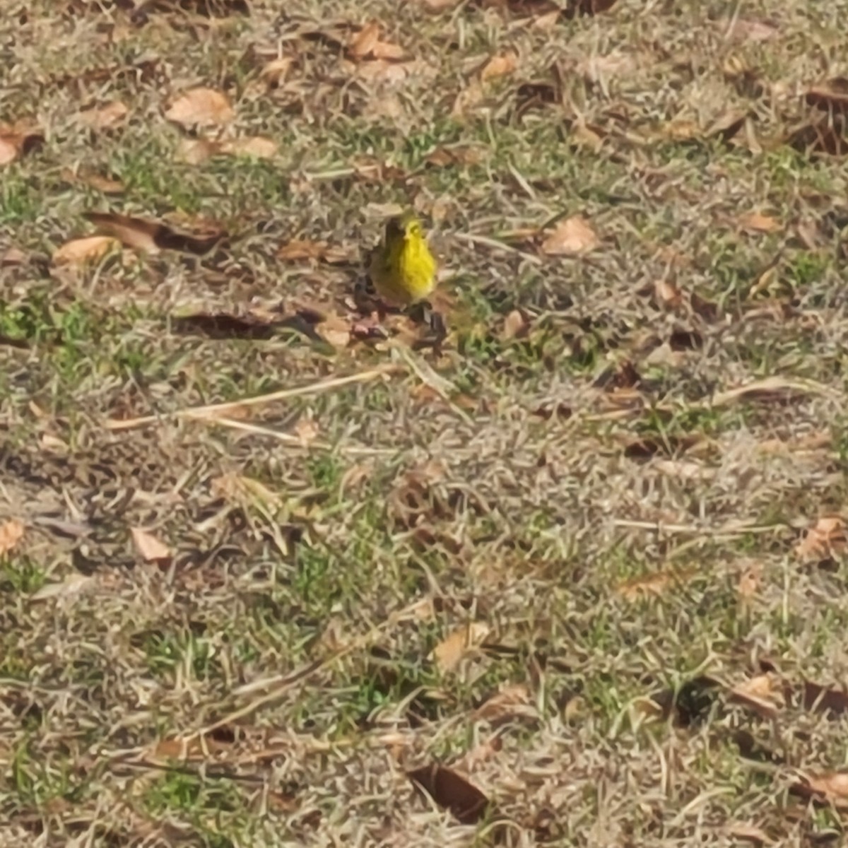 Pine Warbler - ML523091641