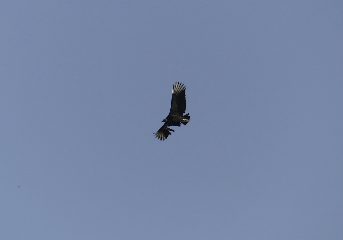 Black Vulture - ML523091691