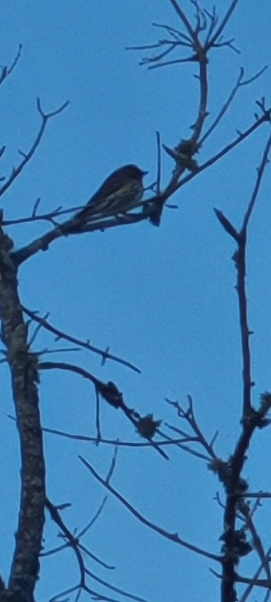 Yellow-rumped Warbler - ML523091851