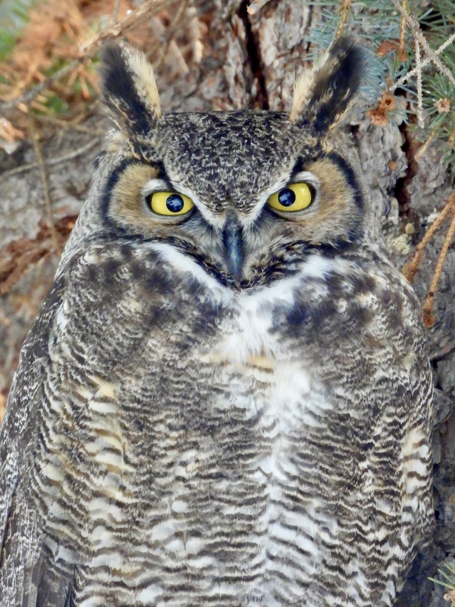 Great Horned Owl - ML523092651