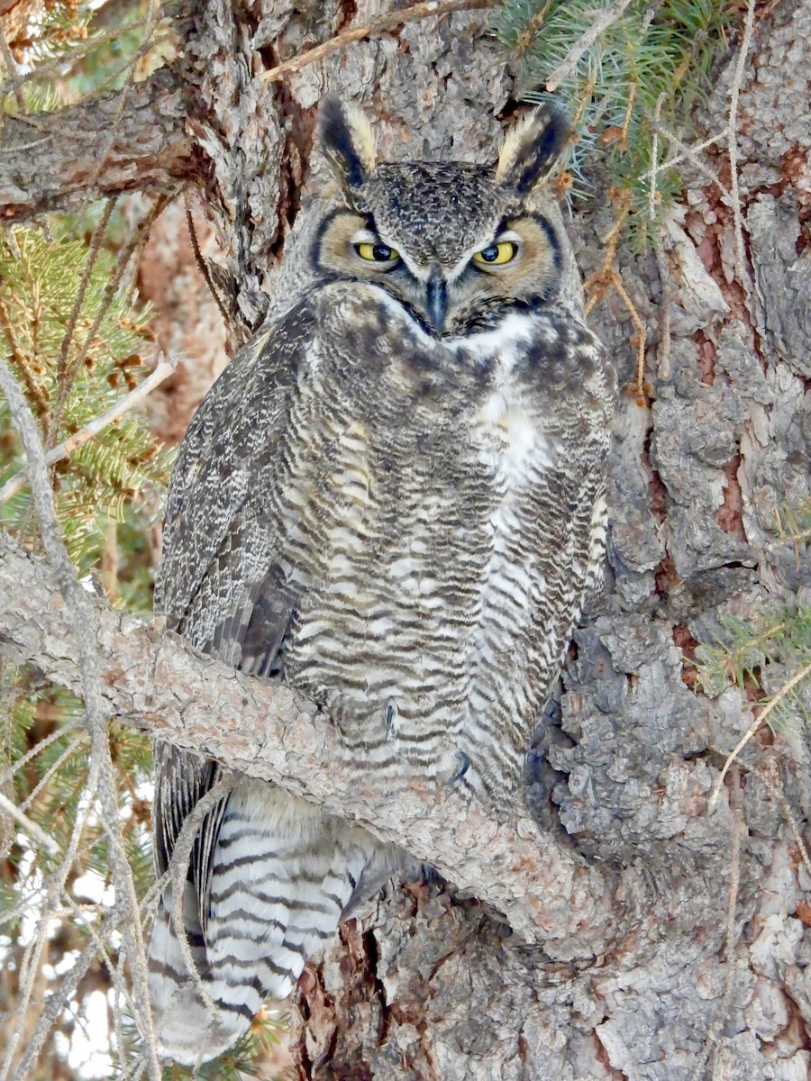 Great Horned Owl - ML523092661