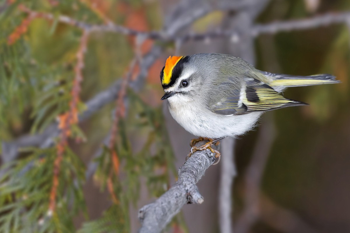 Golden-crowned Kinglet - ML523092801