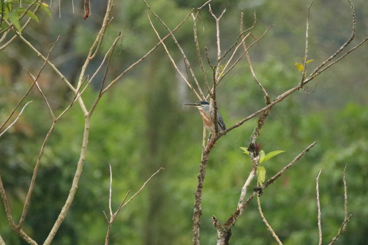 volavka proměnlivá (ssp. striata) - ML523094321