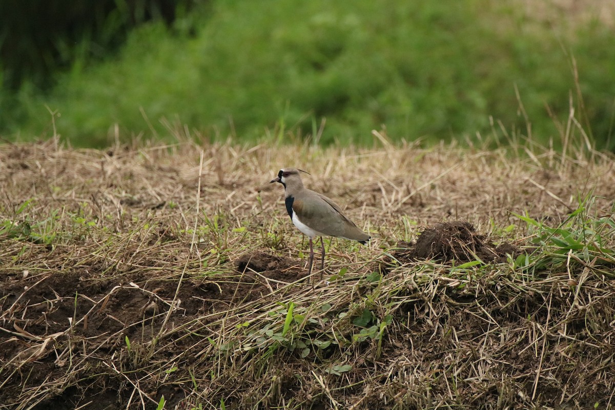 Southern Lapwing - ML523094451