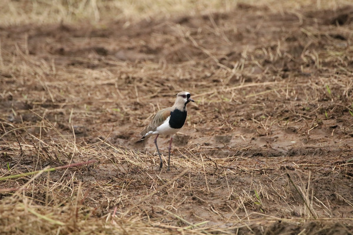 Southern Lapwing - ML523094461