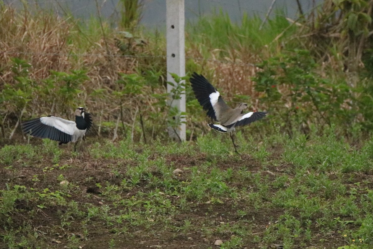 Southern Lapwing - ML523094981