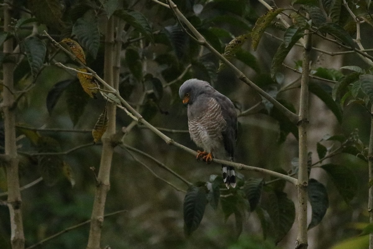 Roadside Hawk - ML523095011