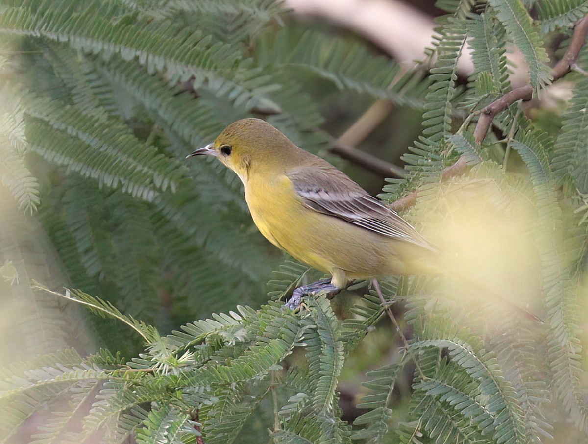 Hooded Oriole - Jill Casperson