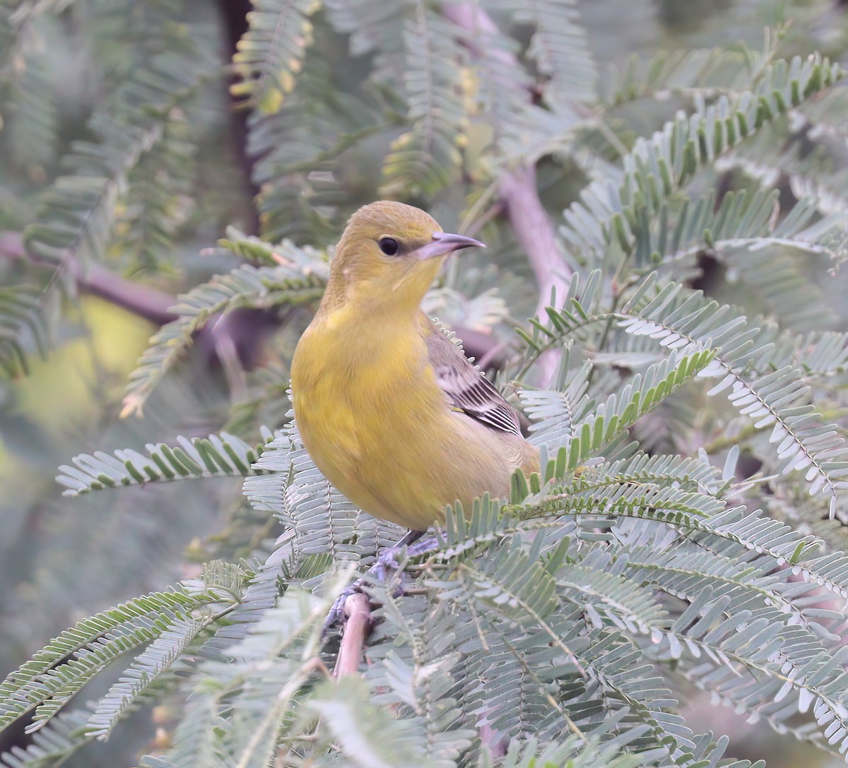 Hooded Oriole - Jill Casperson