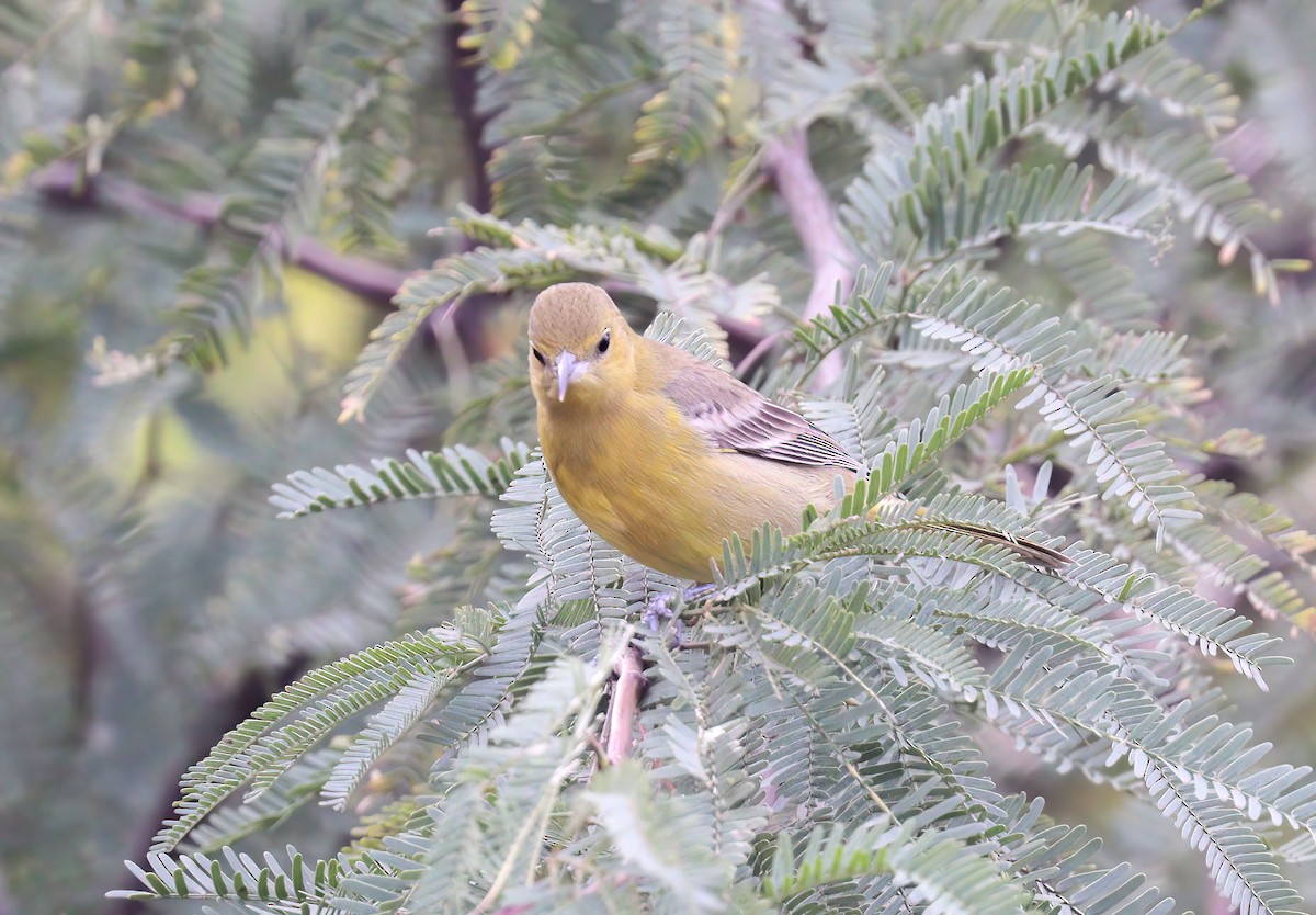 Hooded Oriole - Jill Casperson