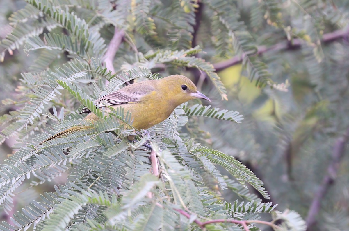 Hooded Oriole - Jill Casperson