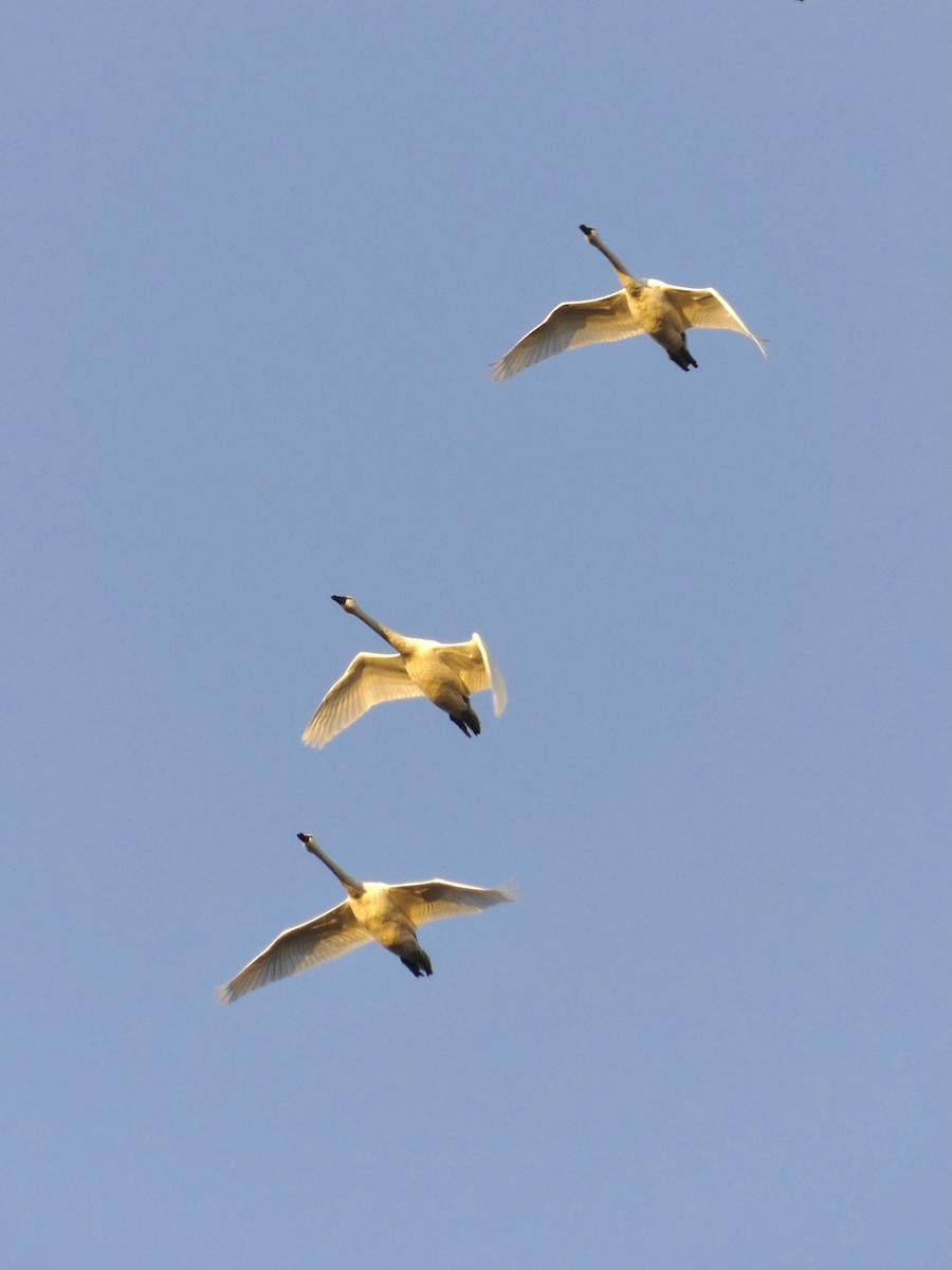 Cygne siffleur - ML523097701