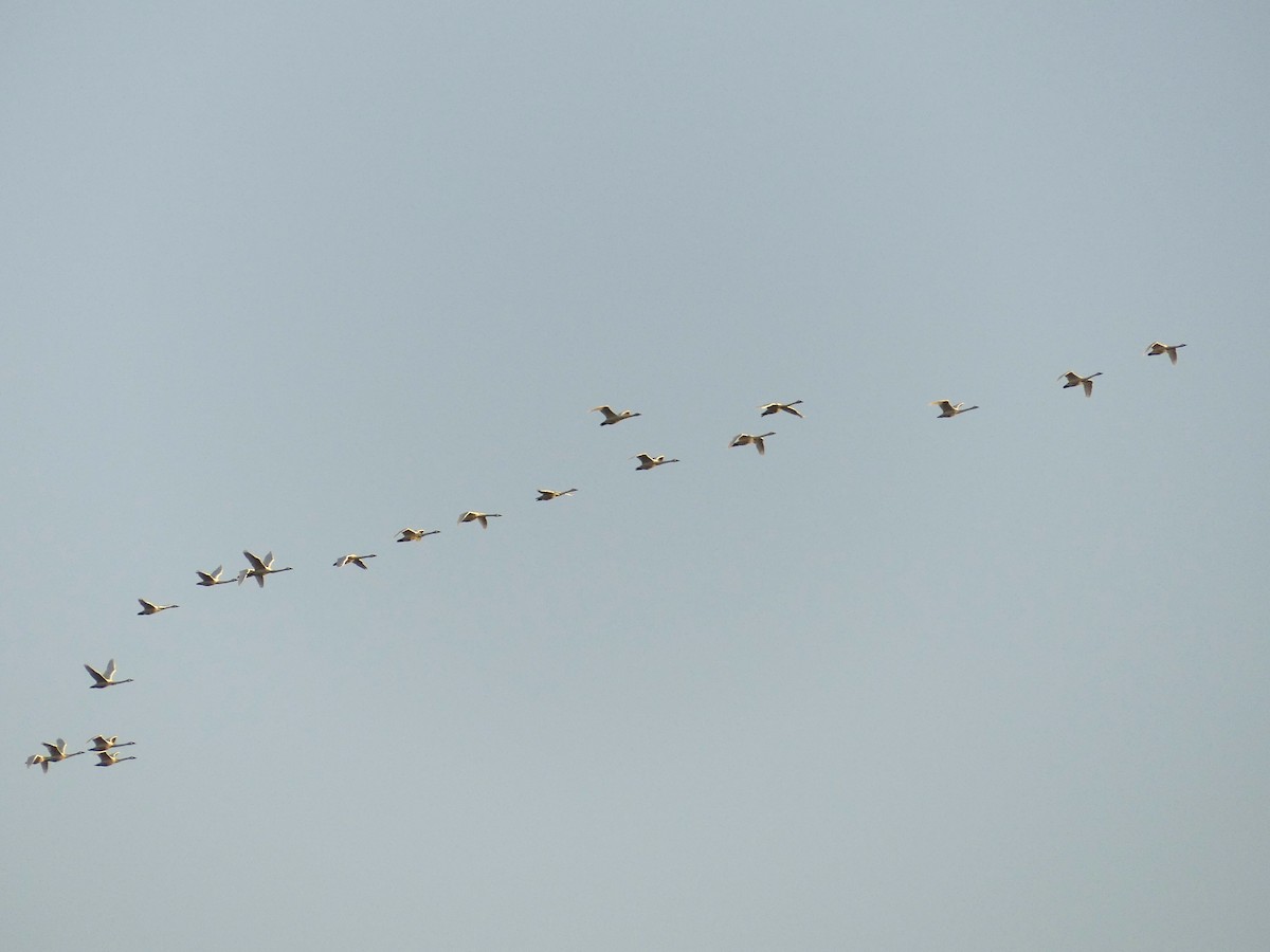 Tundra Swan - ML523097711