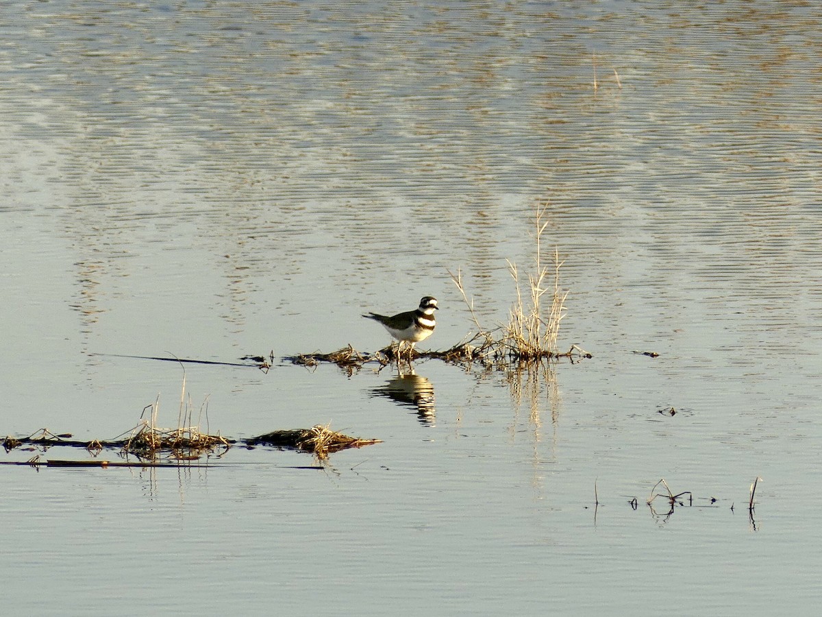 Killdeer - ML523097941