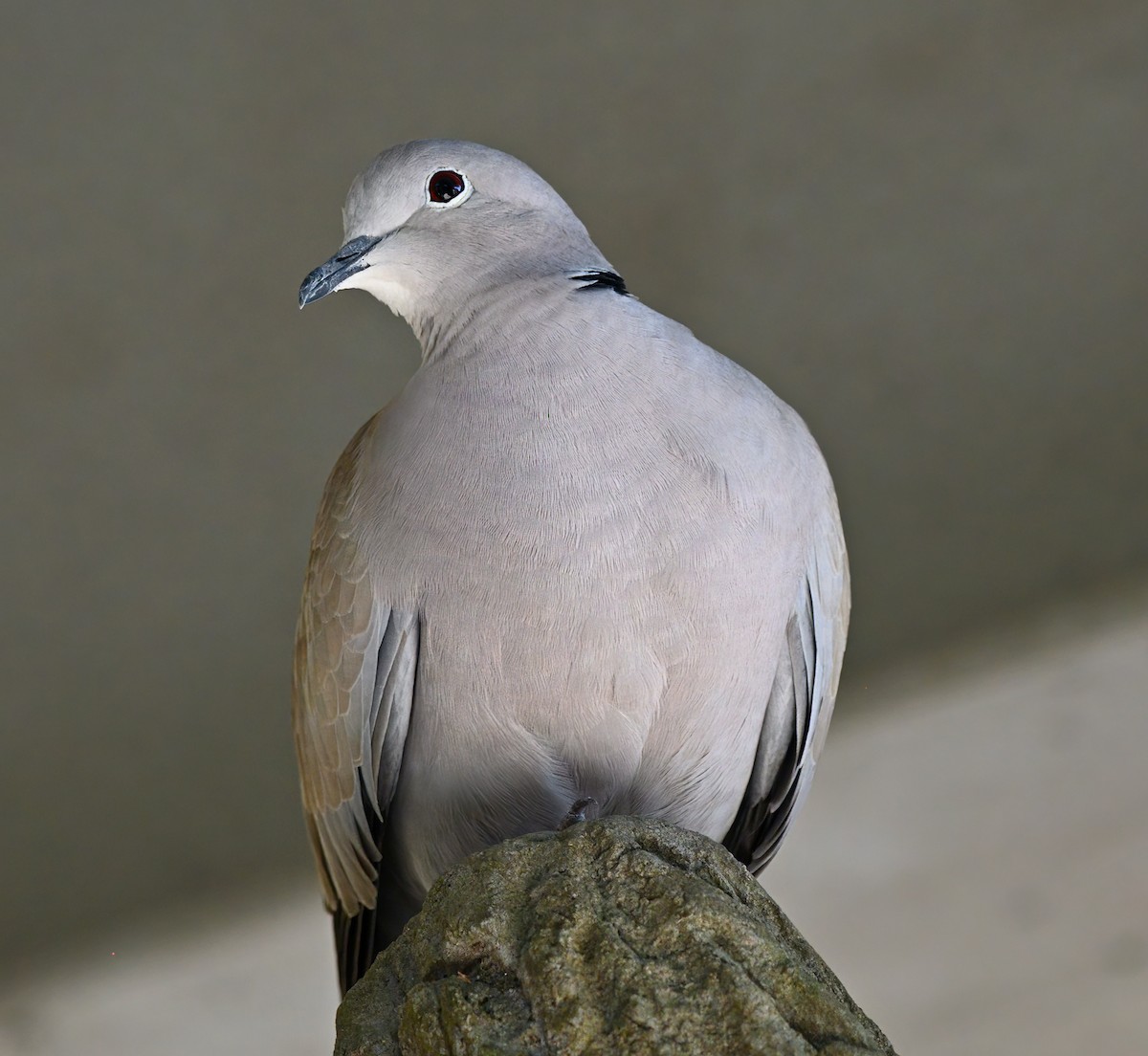 Eurasian Collared-Dove - Jesse Adkins