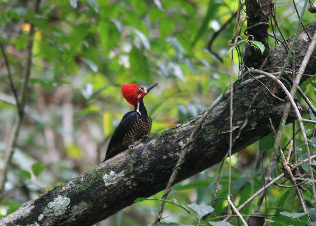 Crimson-crested Woodpecker - ML523099741