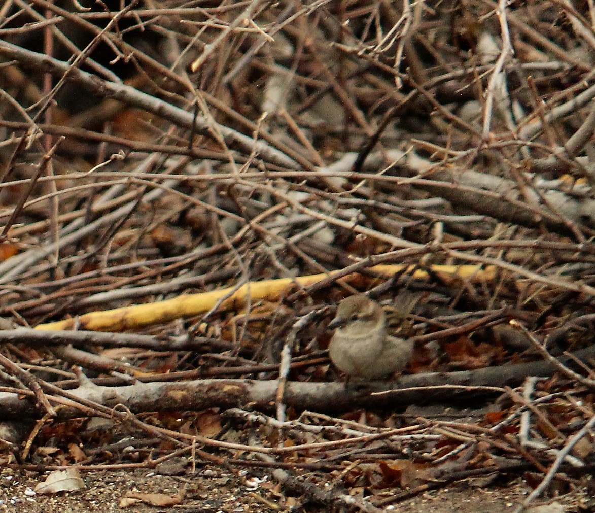 House Sparrow - Charlotte Croshaw