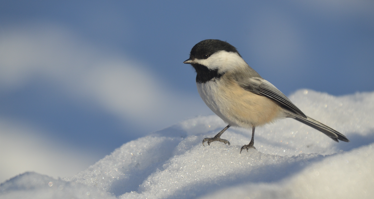 Black-capped Chickadee - ML523100481