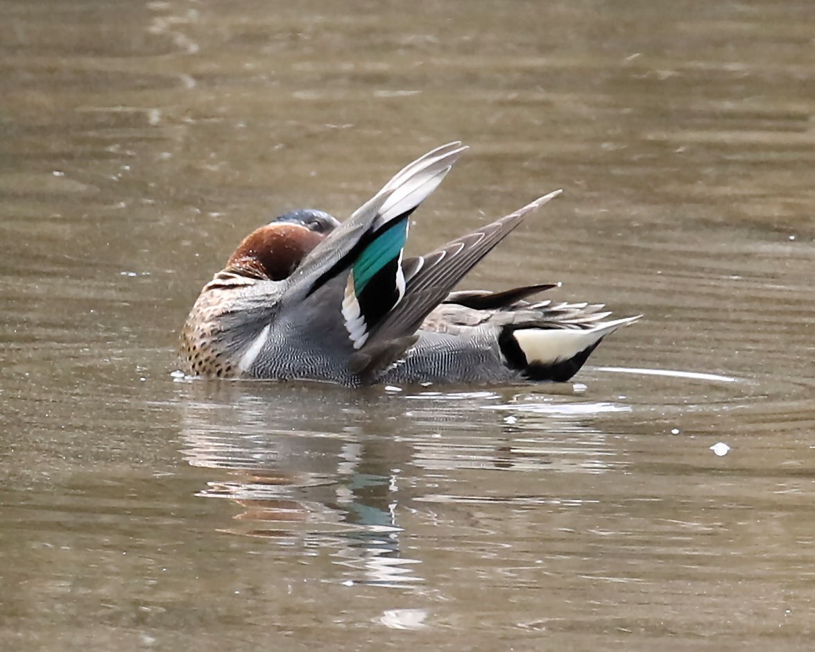 Ногоохон нугас - ML52310221
