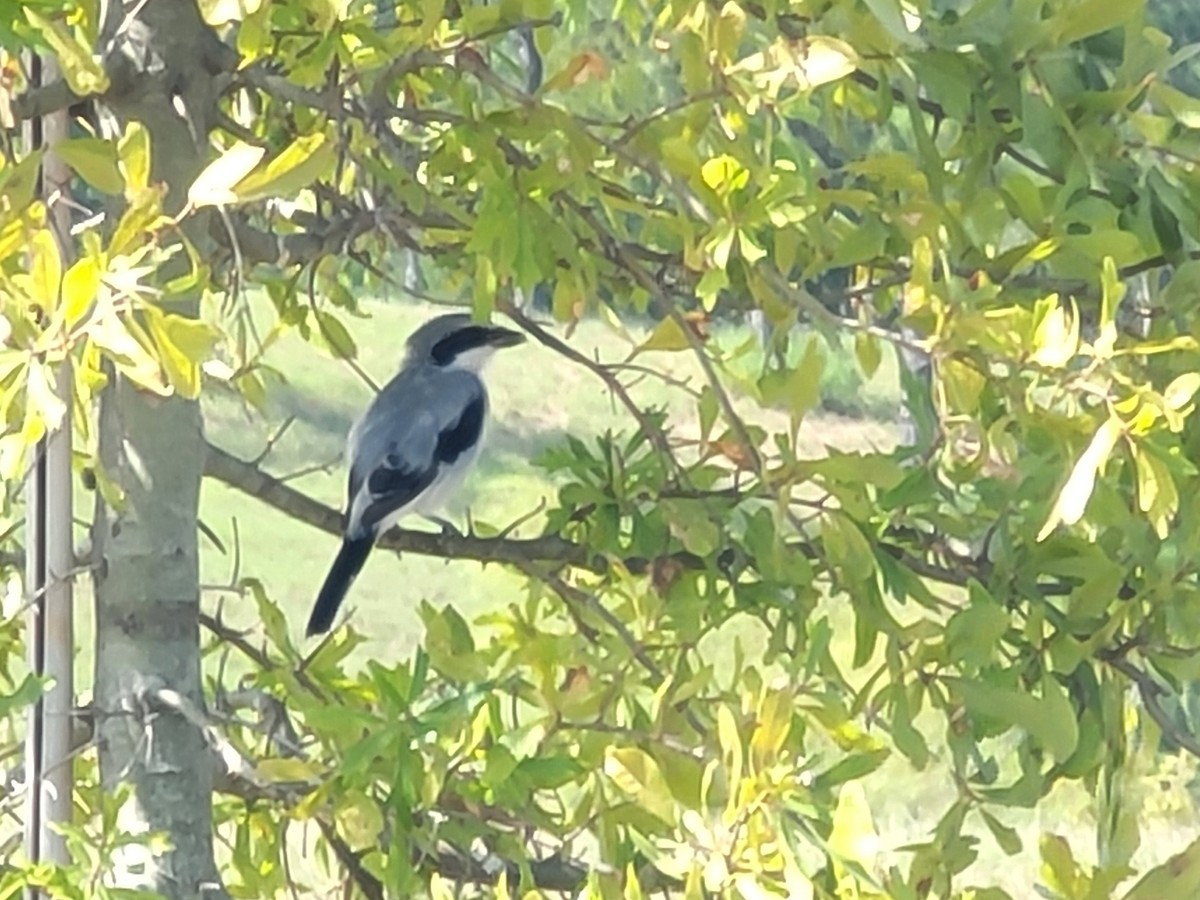 Loggerhead Shrike - ML523102591
