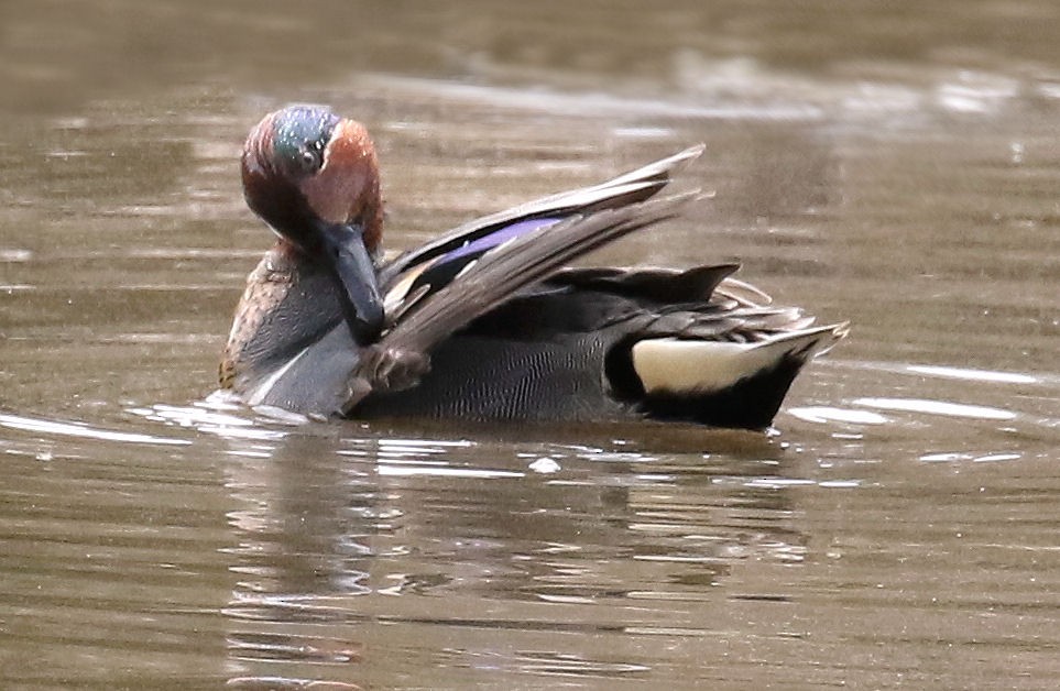 Ногоохон нугас - ML52310261