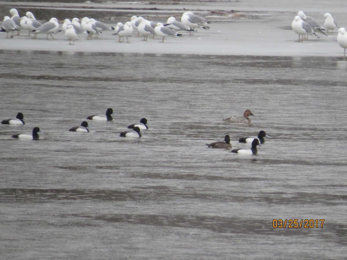 Lesser Scaup - ML52310321