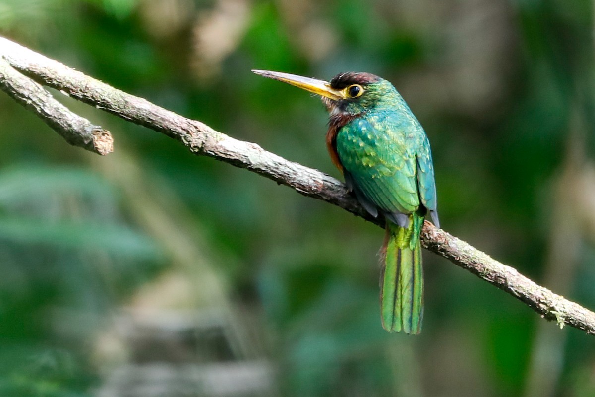 Yellow-billed Jacamar - Matthew Douglas Gable